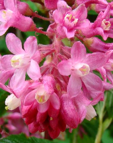 Fotografia de capa Ribes sanguineum - do Jardim Botânico