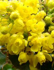 Mahonia aquifolium