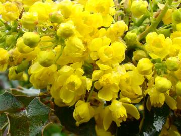 Fotografia da espécie Mahonia aquifolium