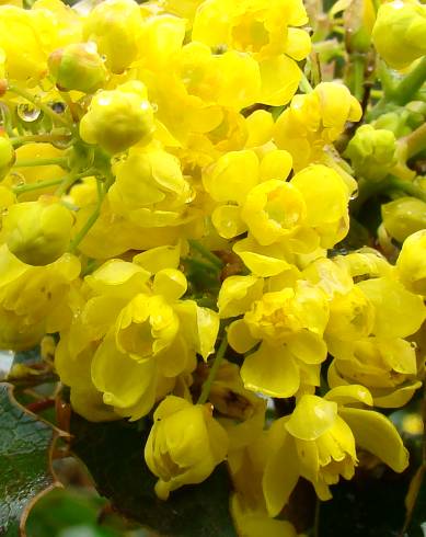 Fotografia de capa Mahonia aquifolium - do Jardim Botânico