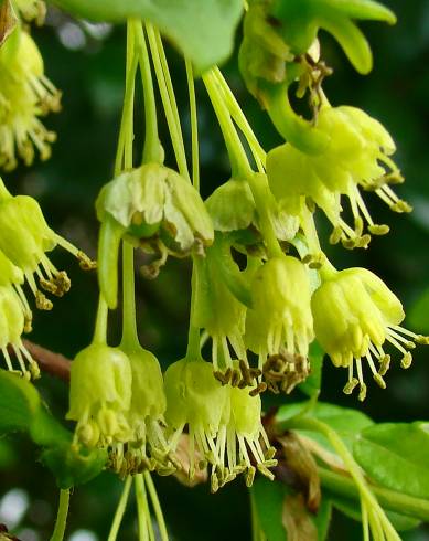 Fotografia de capa Acer monspessulanum - do Jardim Botânico