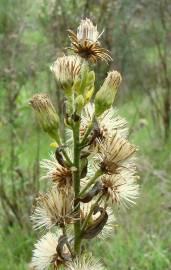 Fotografia da espécie Inula viscosa