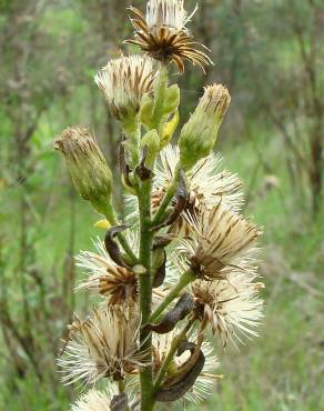 Fotografia 3 da espécie Inula viscosa no Jardim Botânico UTAD