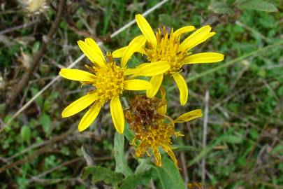 Fotografia da espécie Inula viscosa