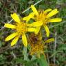 Fotografia 4 da espécie Inula viscosa do Jardim Botânico UTAD