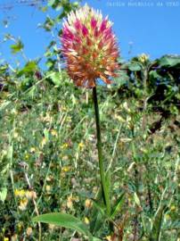 Fotografia da espécie Trifolium vesiculosum