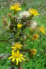 Fotografia da espécie Inula viscosa