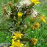 Fotografia 5 da espécie Inula viscosa do Jardim Botânico UTAD