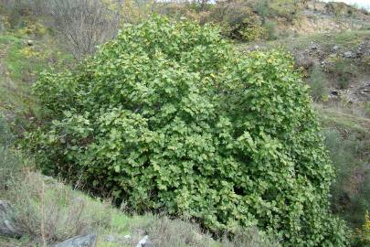 Fotografia da espécie Ficus carica