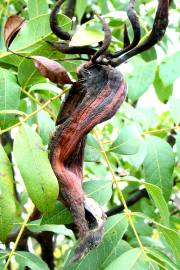 Fotografia da espécie Pistacia terebinthus