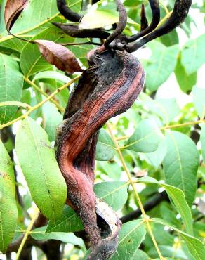 Fotografia 8 da espécie Pistacia terebinthus no Jardim Botânico UTAD