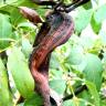 Fotografia 8 da espécie Pistacia terebinthus do Jardim Botânico UTAD