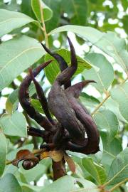 Fotografia da espécie Pistacia terebinthus