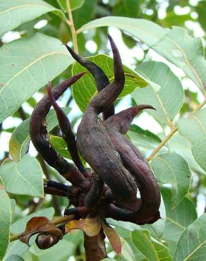 Fotografia 1 da espécie Pistacia terebinthus no Jardim Botânico UTAD