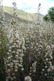 Fotografia da espécie Inula viscosa