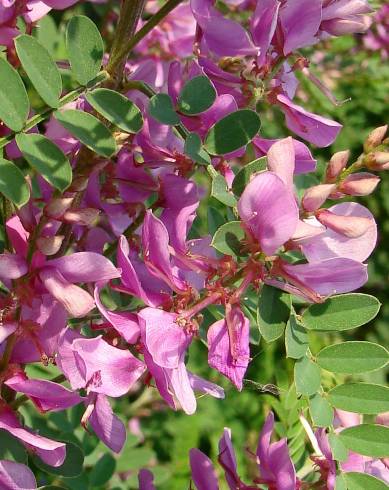 Fotografia de capa Galega x hartlandii - do Jardim Botânico