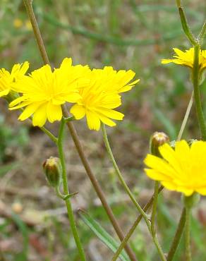 Fotografia 3 da espécie Crepis capillaris var. capillaris no Jardim Botânico UTAD