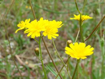 Fotografia da espécie Crepis capillaris var. capillaris