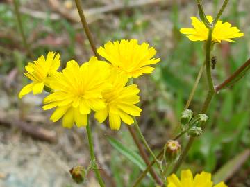 Fotografia da espécie Crepis capillaris var. capillaris