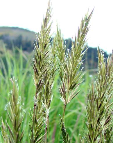 Fotografia de capa Anthoxanthum odoratum - do Jardim Botânico