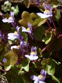 Fotografia da espécie Cymbalaria muralis subesp. muralis