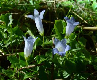 Fotografia da espécie Wahlenbergia hederacea