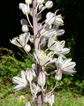 Fotografia 8 da espécie Drimia maritima no Jardim Botânico UTAD
