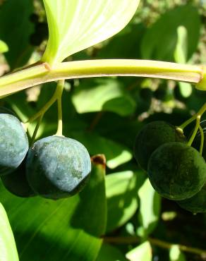 Fotografia 5 da espécie Polygonatum odoratum no Jardim Botânico UTAD