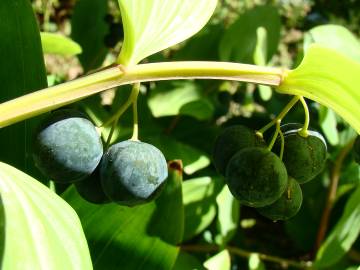 Fotografia da espécie Polygonatum odoratum