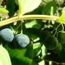 Fotografia 5 da espécie Polygonatum odoratum do Jardim Botânico UTAD