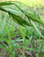 Bromus catharticus