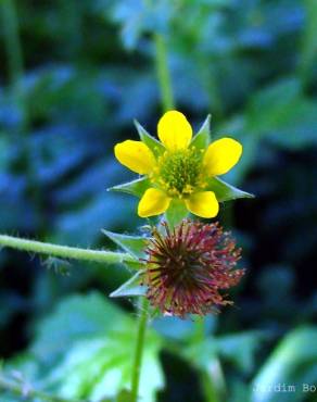 Fotografia 1 da espécie Geum hispidum no Jardim Botânico UTAD