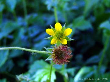 Fotografia da espécie Geum hispidum