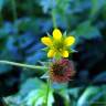 Fotografia 1 da espécie Geum hispidum do Jardim Botânico UTAD