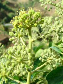 Fotografia da espécie Hedera hibernica