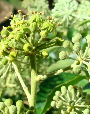 Fotografia 1 da espécie Hedera hibernica no Jardim Botânico UTAD