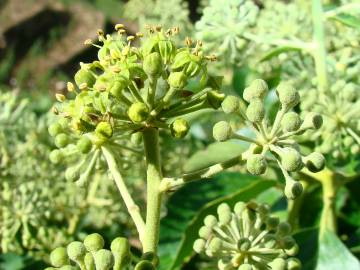 Fotografia da espécie Hedera hibernica