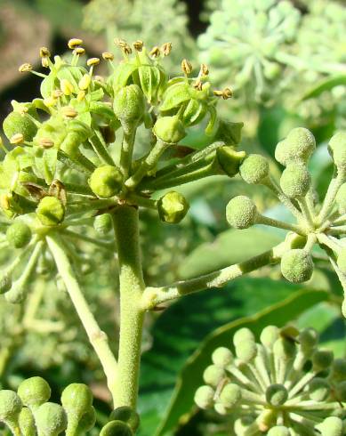 Fotografia de capa Hedera hibernica - do Jardim Botânico