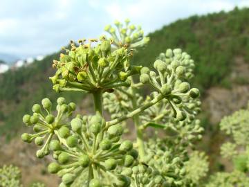 Fotografia da espécie Hedera hibernica