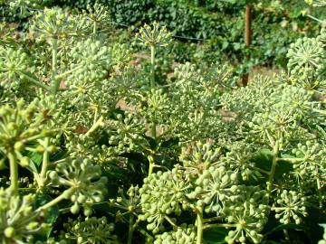 Fotografia da espécie Hedera hibernica