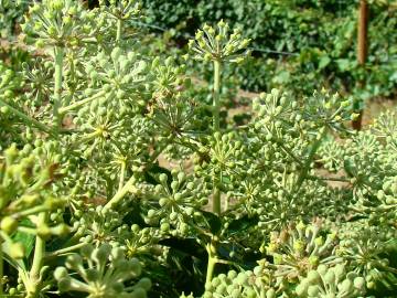 Fotografia da espécie Hedera hibernica