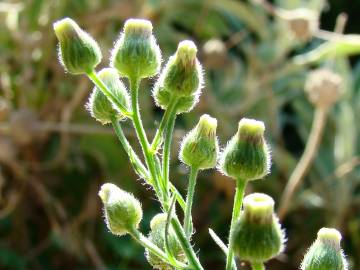 Fotografia da espécie Erigeron bonariensis