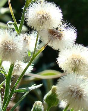 Fotografia 1 da espécie Erigeron bonariensis no Jardim Botânico UTAD