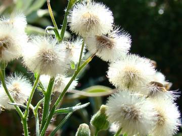 Fotografia da espécie Erigeron bonariensis