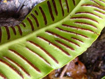 Fotografia da espécie Phyllitis scolopendrium subesp. scolopendrium