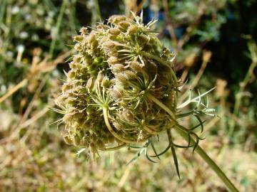 Fotografia da espécie Daucus carota subesp. carota