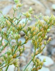 Ortegia hispanica