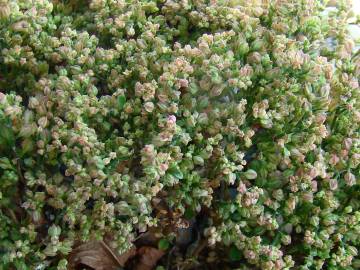 Fotografia da espécie Polycarpon tetraphyllum subesp. tetraphyllum