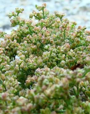 Fotografia 5 da espécie Polycarpon tetraphyllum subesp. tetraphyllum no Jardim Botânico UTAD