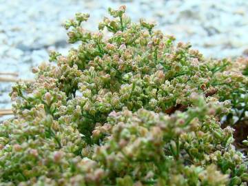 Fotografia da espécie Polycarpon tetraphyllum subesp. tetraphyllum